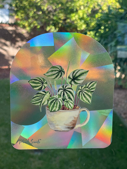 Sticker - Suncatcher Window Decal - Watermelon Peperomia