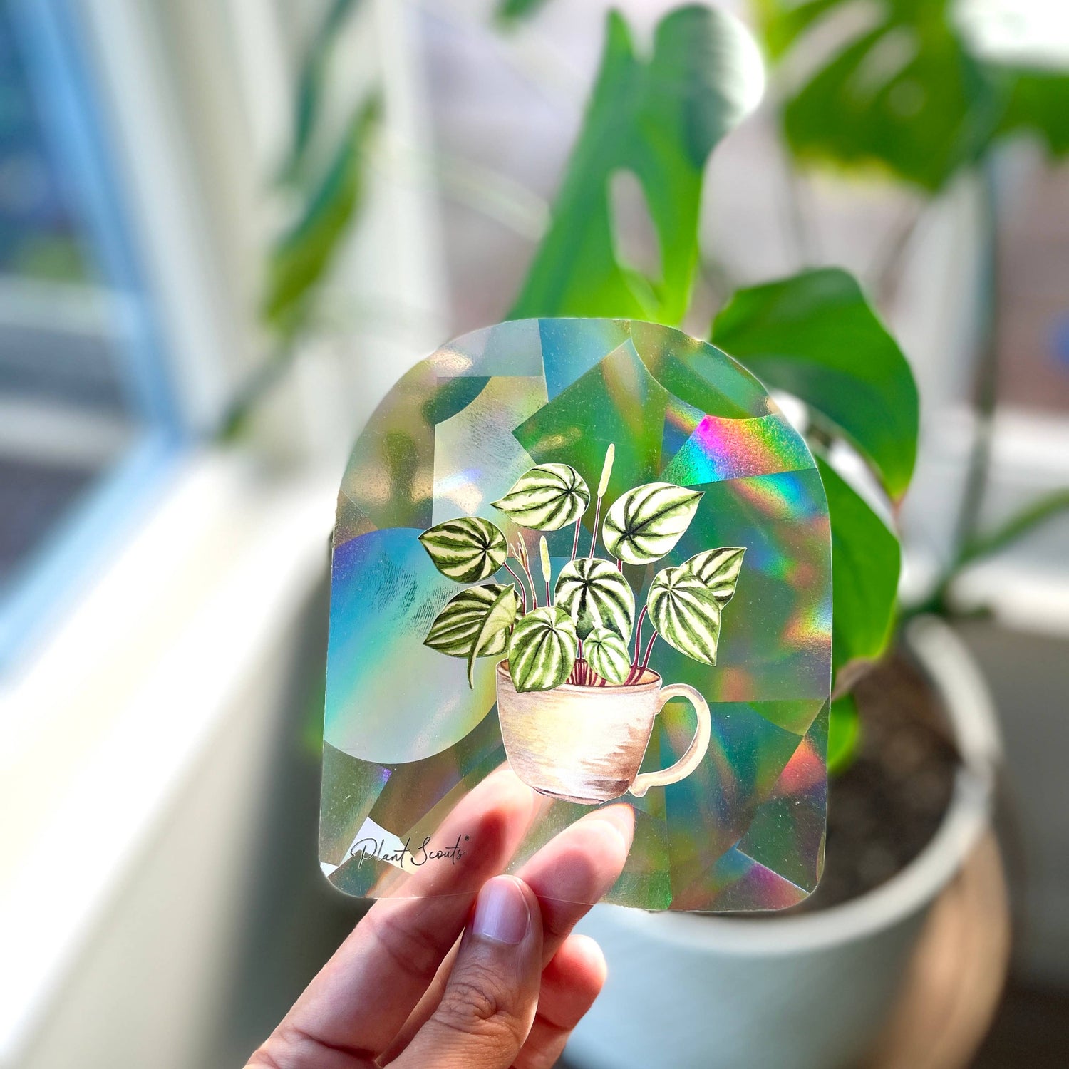 Sticker - Suncatcher Window Decal - Watermelon Peperomia